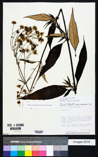 Image of Munnozia longifolia