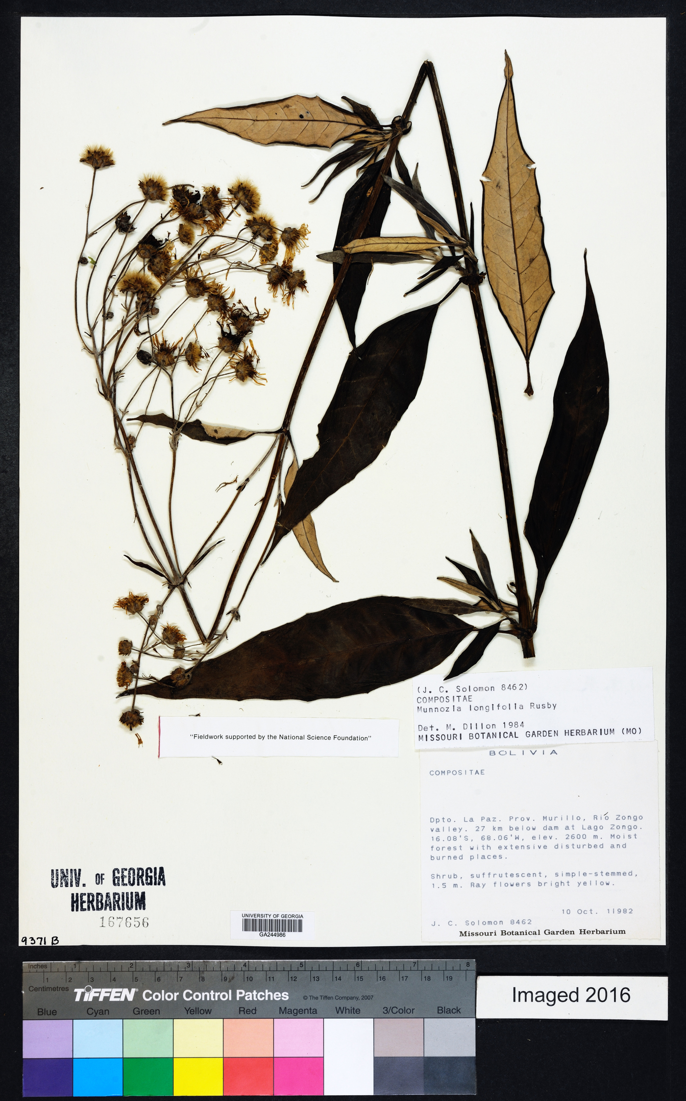 Munnozia longifolia image