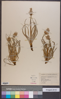 Nothocalais cuspidata image