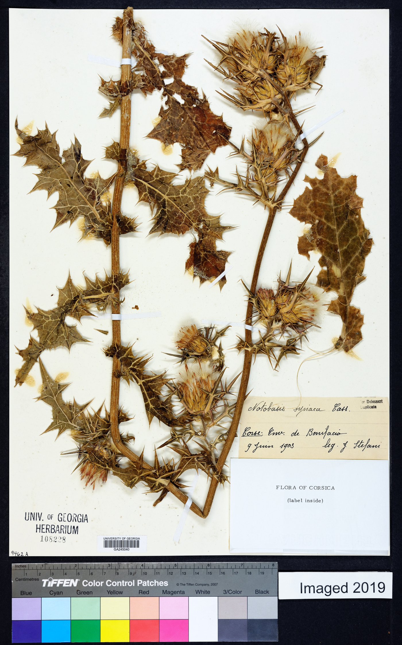 Notobasis syriaca image
