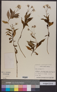 Oclemena acuminata image