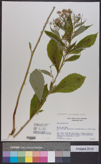 Oclemena acuminata image