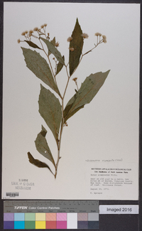 Oclemena acuminata image