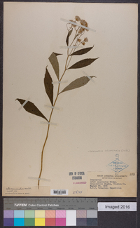 Oclemena acuminata image