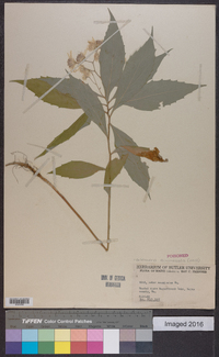 Oclemena acuminata image