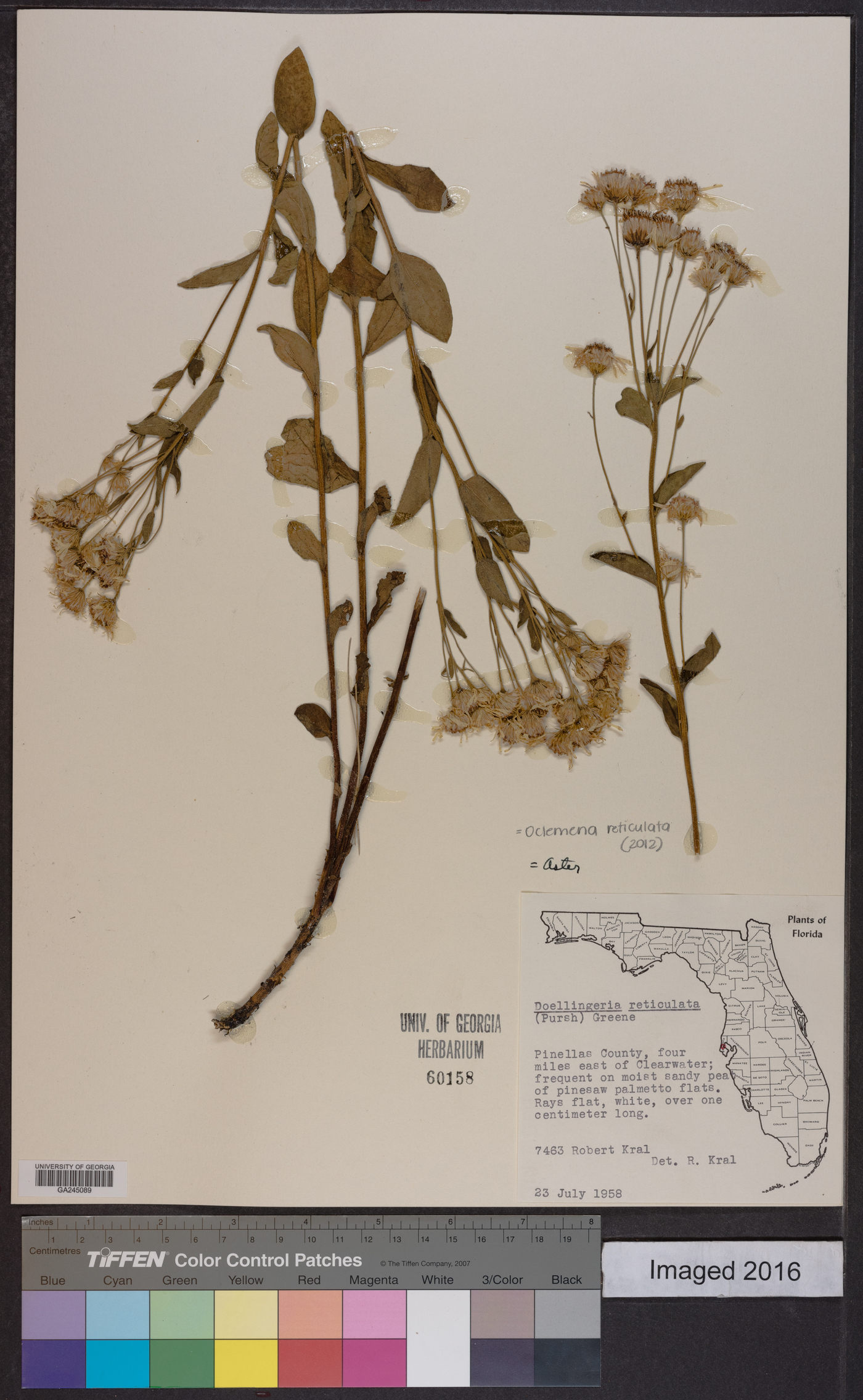Oclemena reticulata image
