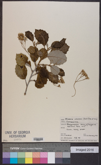 Olearia arborescens image