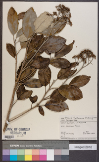 Olearia furfuracea image