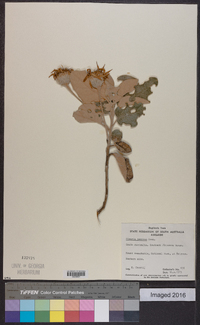 Image of Olearia pannosa
