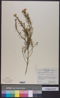 Image of Olearia passerinoides