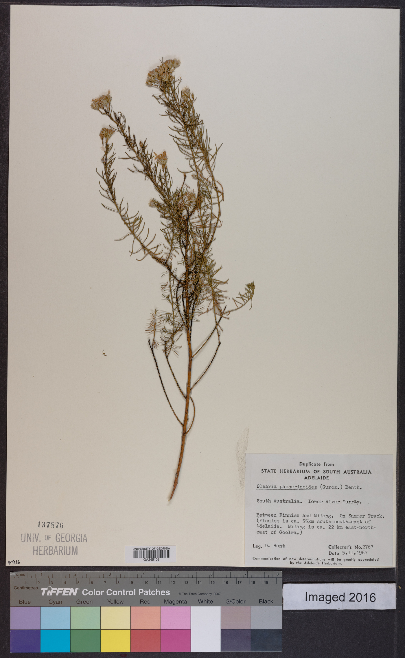 Olearia passerinoides image