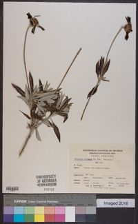 Onoseris albicans image