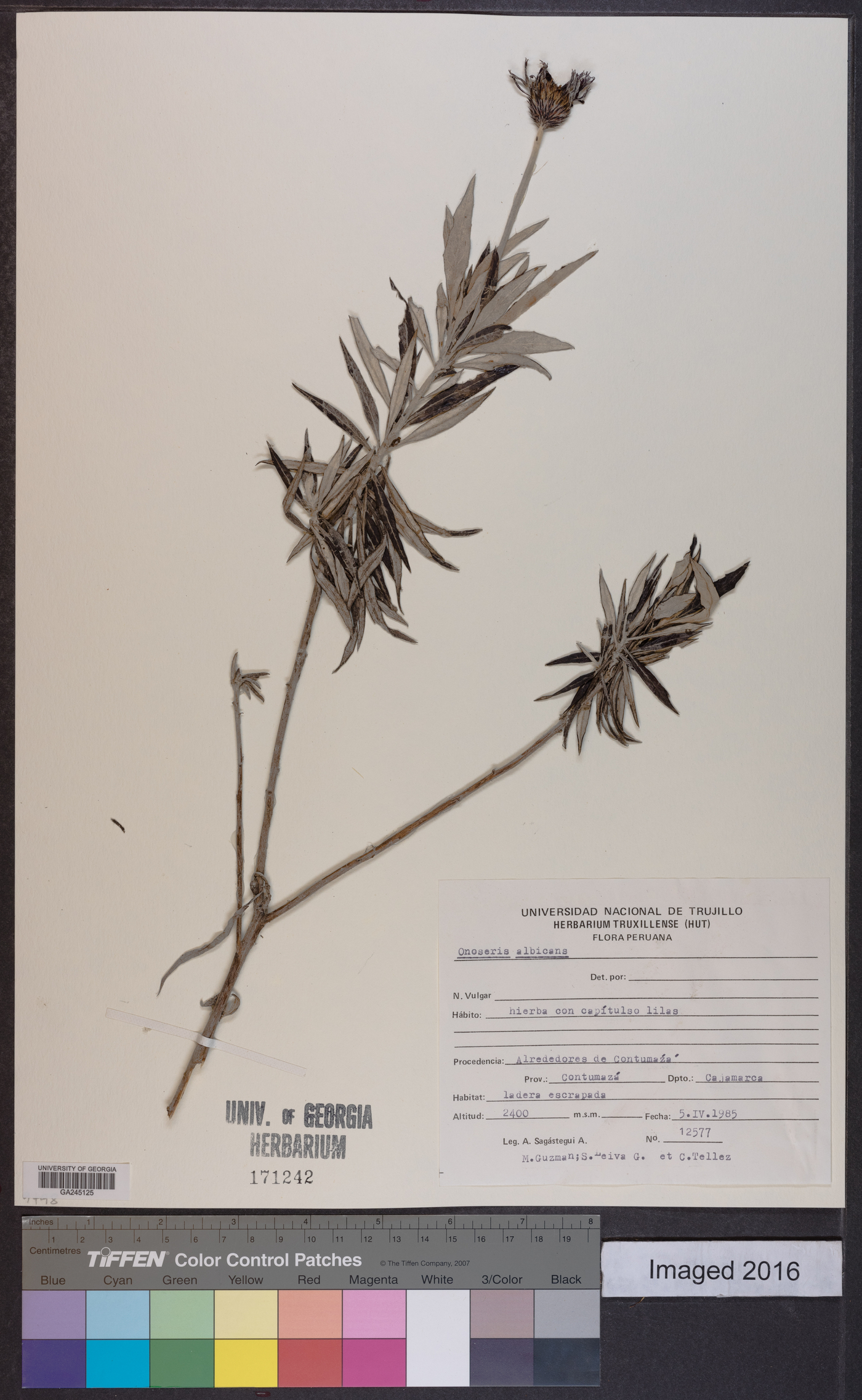 Onoseris albicans image