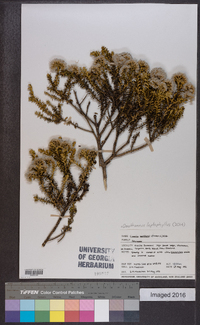 Ozothamnus leptophyllus image