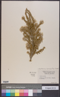 Ozothamnus leptophyllus image