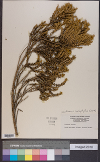 Ozothamnus leptophyllus image