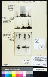 Liatris punctata image