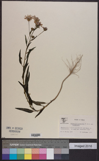 Palafoxia hookeriana var. hookeriana image