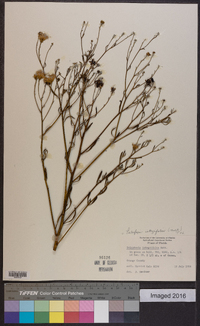 Palafoxia integrifolia image