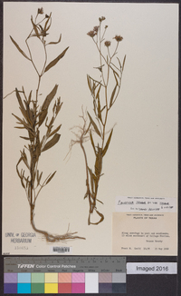 Palafoxia texana var. texana image