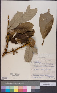 Eremanthus bicolor image