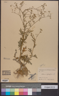 Parthenium hysterophorus image