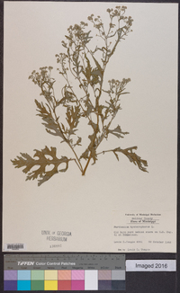 Parthenium hysterophorus image