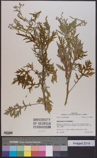 Parthenium hysterophorus image