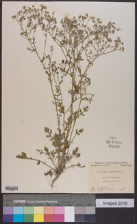 Parthenium hysterophorus image