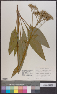 Parthenium integrifolium image