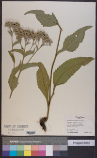 Parthenium integrifolium image