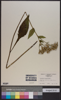 Parthenium integrifolium image