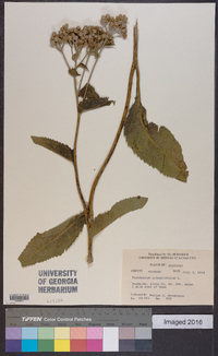 Parthenium integrifolium image