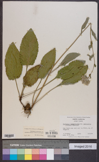 Parthenium integrifolium var. auriculatum image