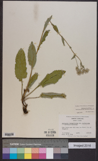 Parthenium integrifolium var. auriculatum image