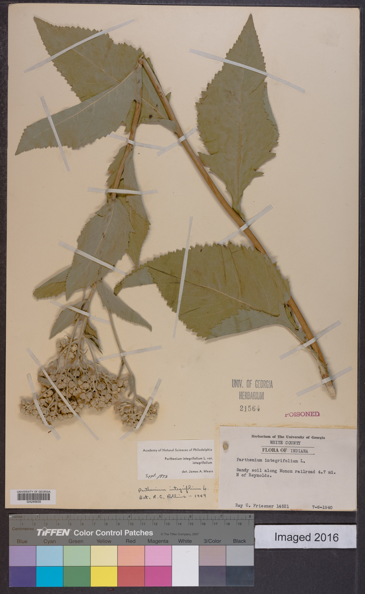 Parthenium integrifolium var. integrifolium image