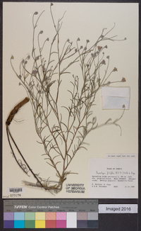 Image of Paurolepis filifolia