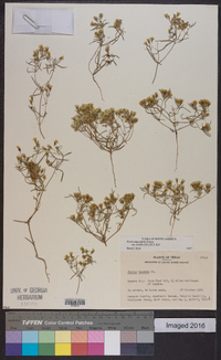 Pectis angustifolia image