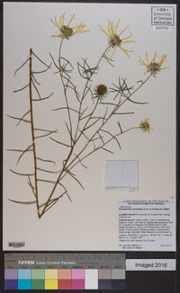 Phoebanthus tenuifolius image
