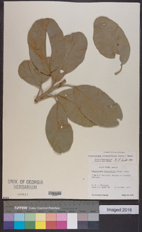 Piptocarpha rotundifolia image
