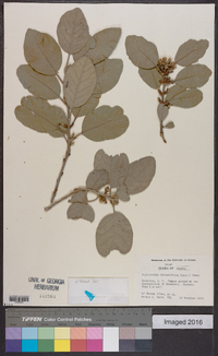 Piptocarpha rotundifolia image