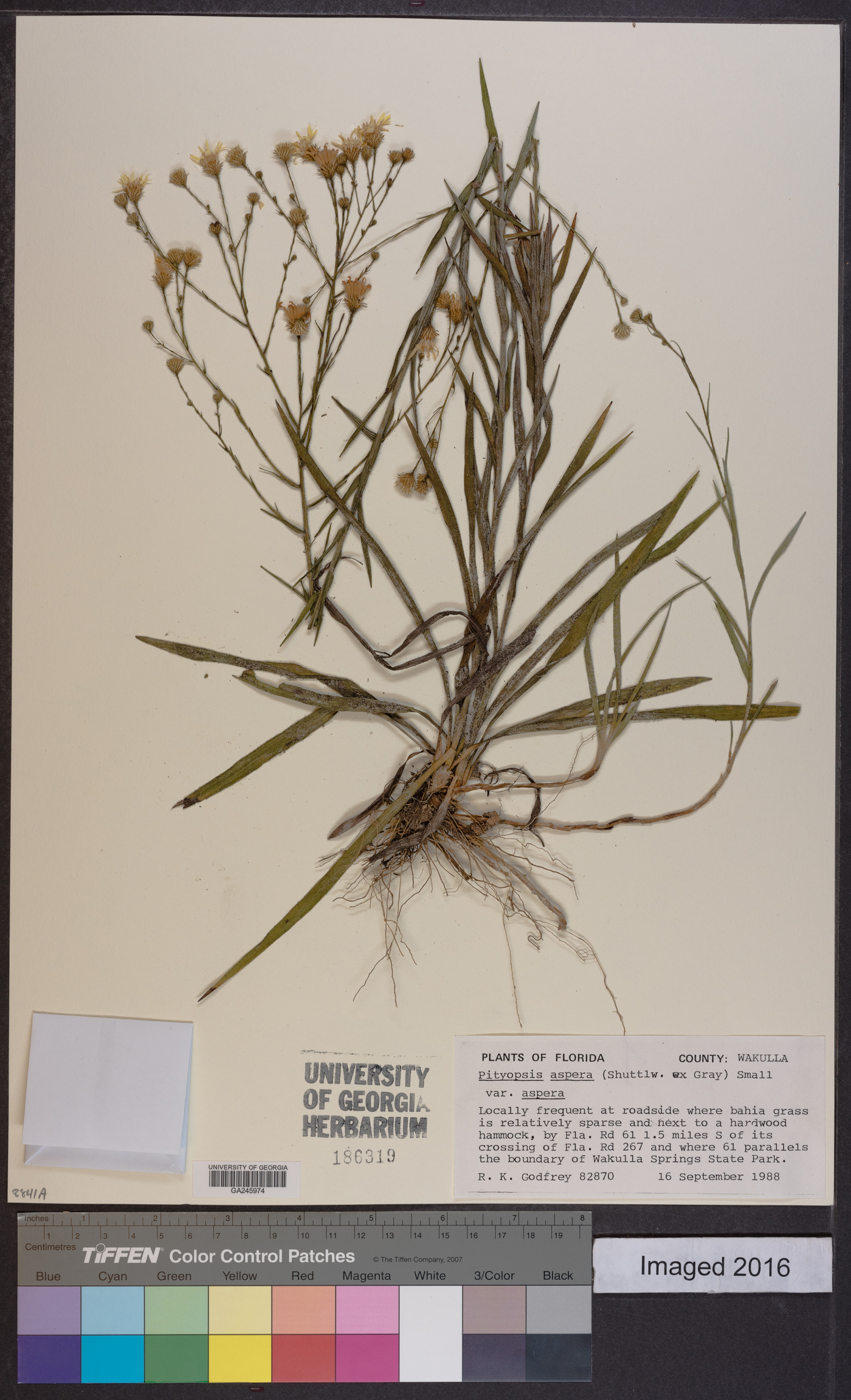 Pityopsis aspera var. aspera image