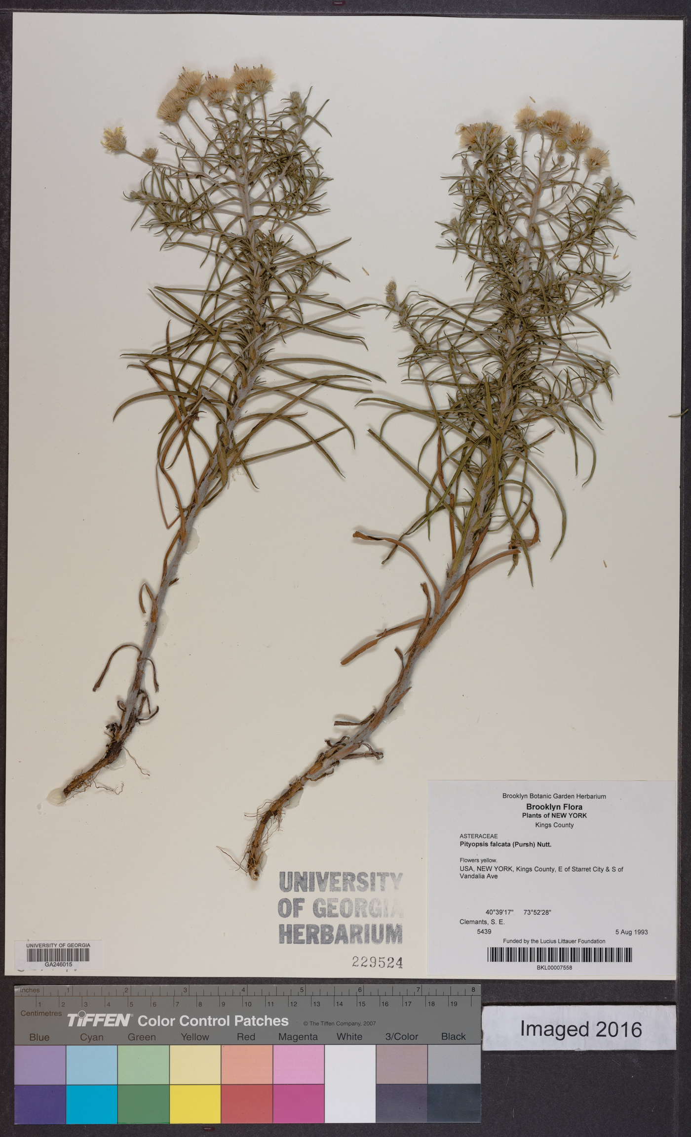 Pityopsis falcata image