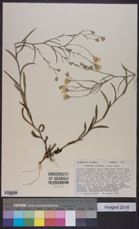 Pityopsis flexuosa image