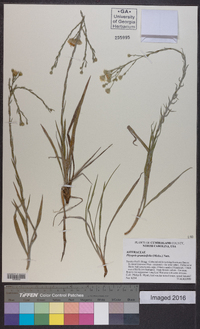 Pityopsis graminifolia image