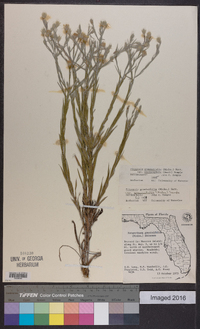 Pityopsis graminifolia image