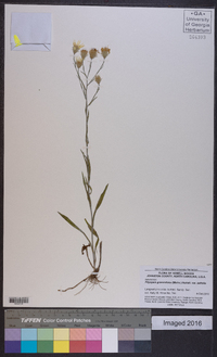 Pityopsis graminifolia image