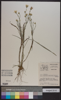 Pityopsis graminifolia image