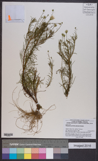 Pityopsis pinifolia image