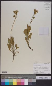 Platyschkuhria integrifolia var. integrifolia image